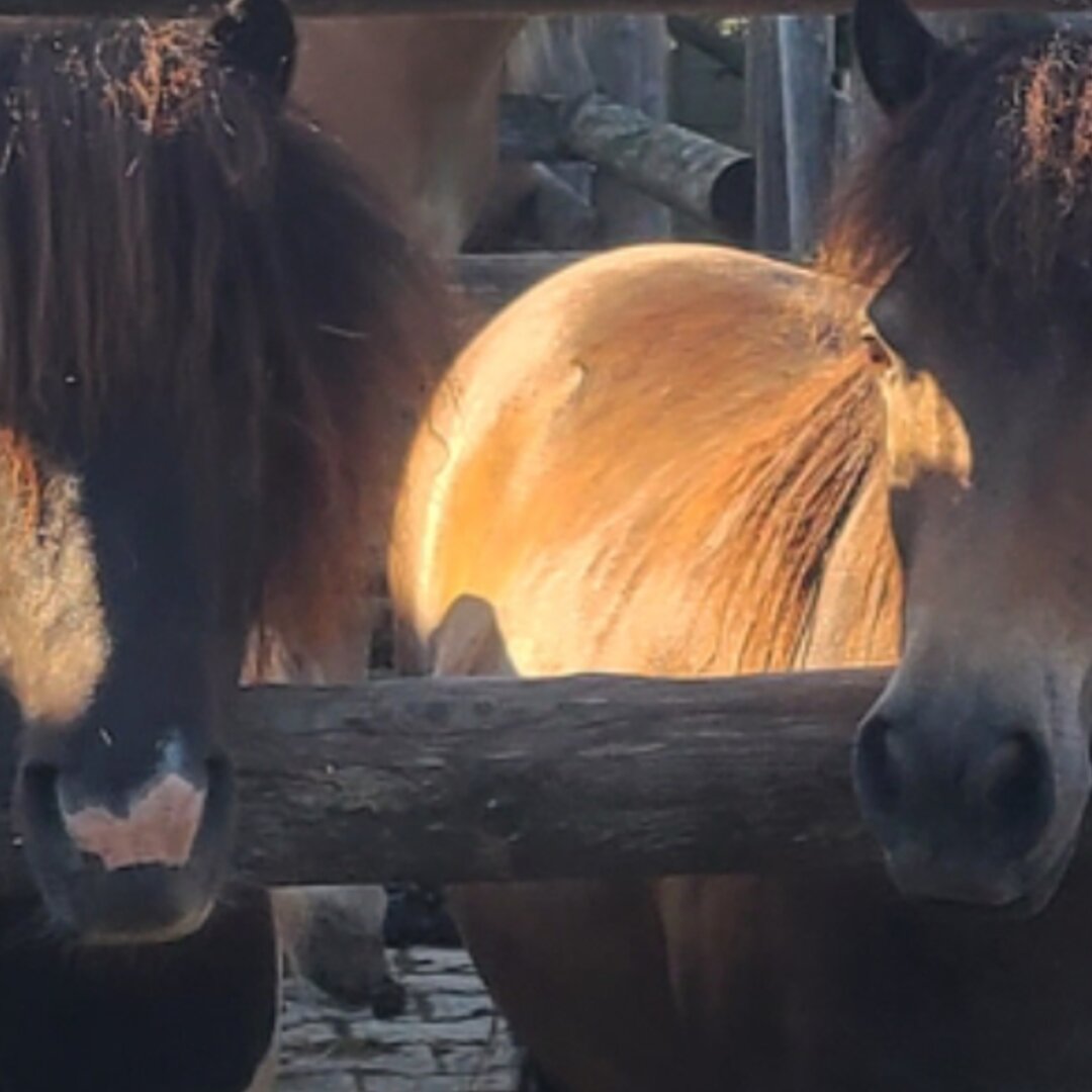 Kinderglück und Ponyzeit