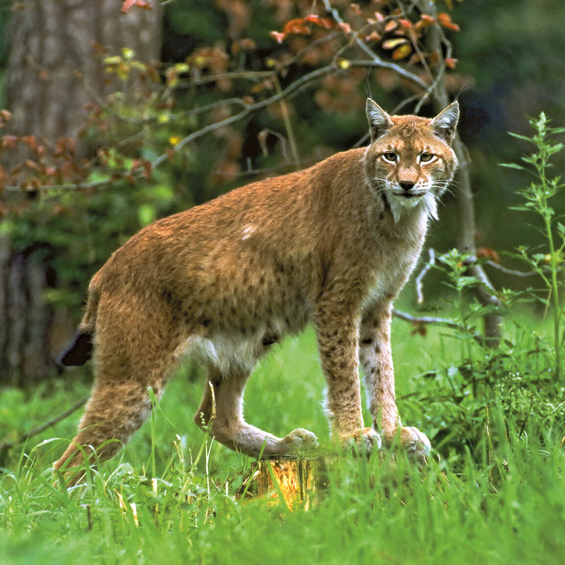 Wolf, Bär, Luchs und Mensch!