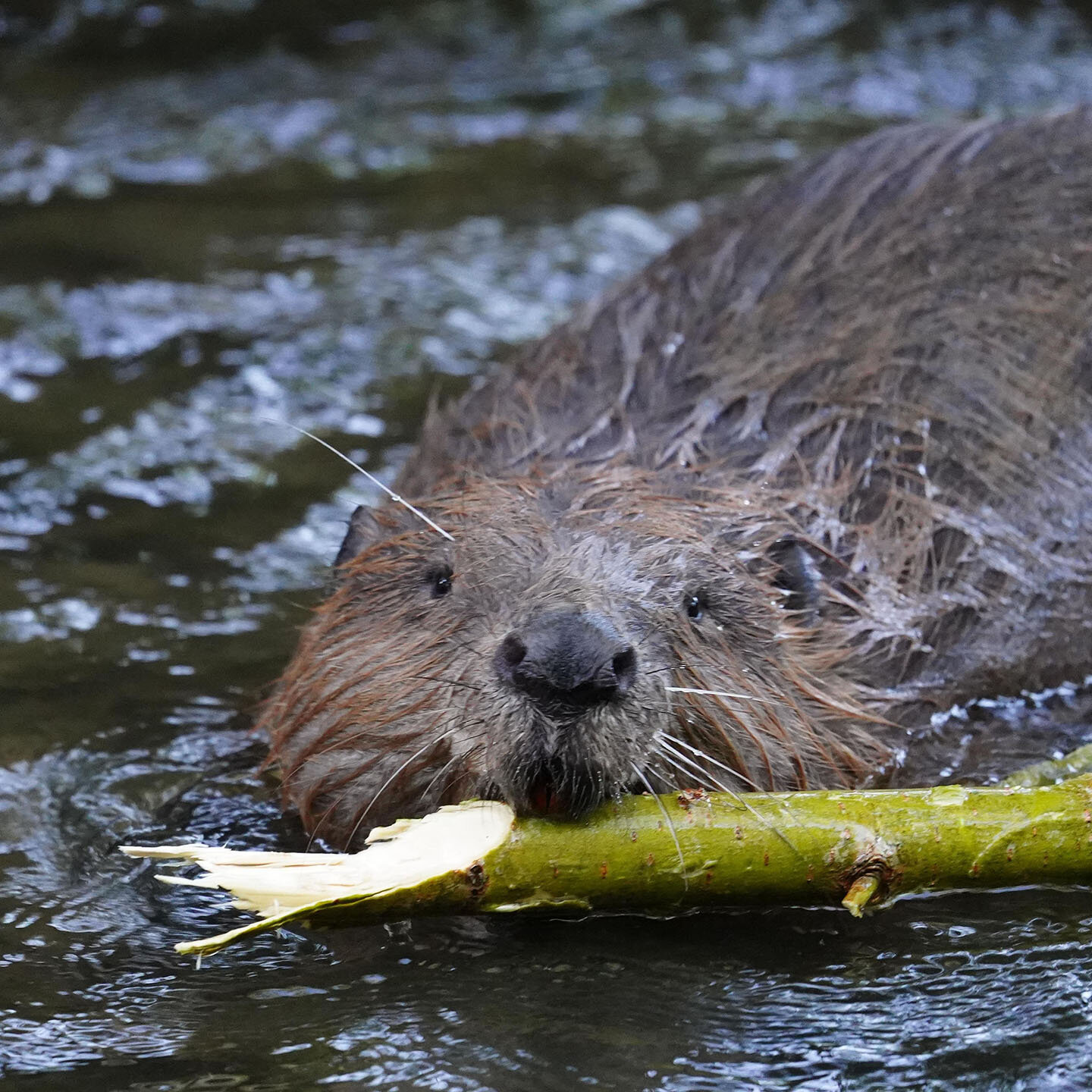 Mit dem Biosphären-Ranger unterwegs: Dem Biber auf der Spur in der Freilassinger Au