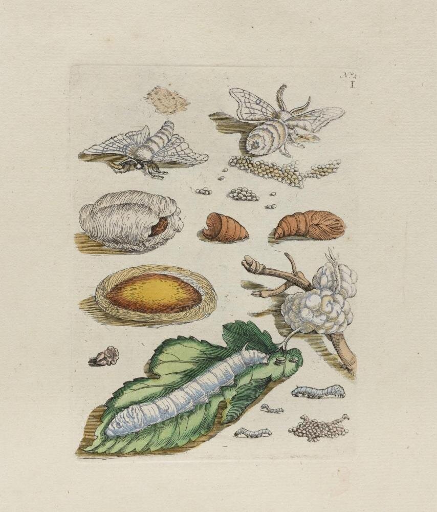 Merian, Maria Sibylla: Die Metamorphose des Seidenspinners, in: De Europische Insecten (dt. Der Raupen wunderbare Verwandelung und sonderbare Blumennahrung), Tafel I, Amsterdam, 1730