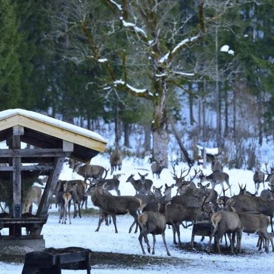 Begleitete Wanderung zur Wildfütterung 