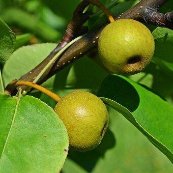 JHV vom Obst und Gartenbauverein mit 130Jahr Feier