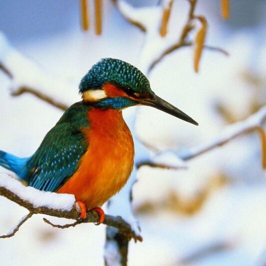 Vogelbeobachtung im Klosterland