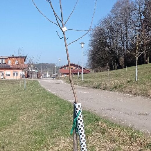 Obstbäume fachgerecht pflanzen