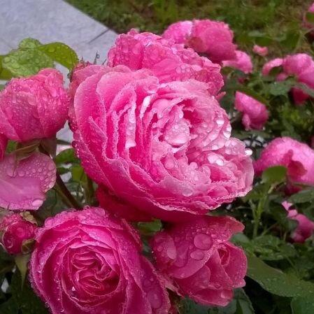 Pflanzenflohmarkt & Schmankerlmarkt