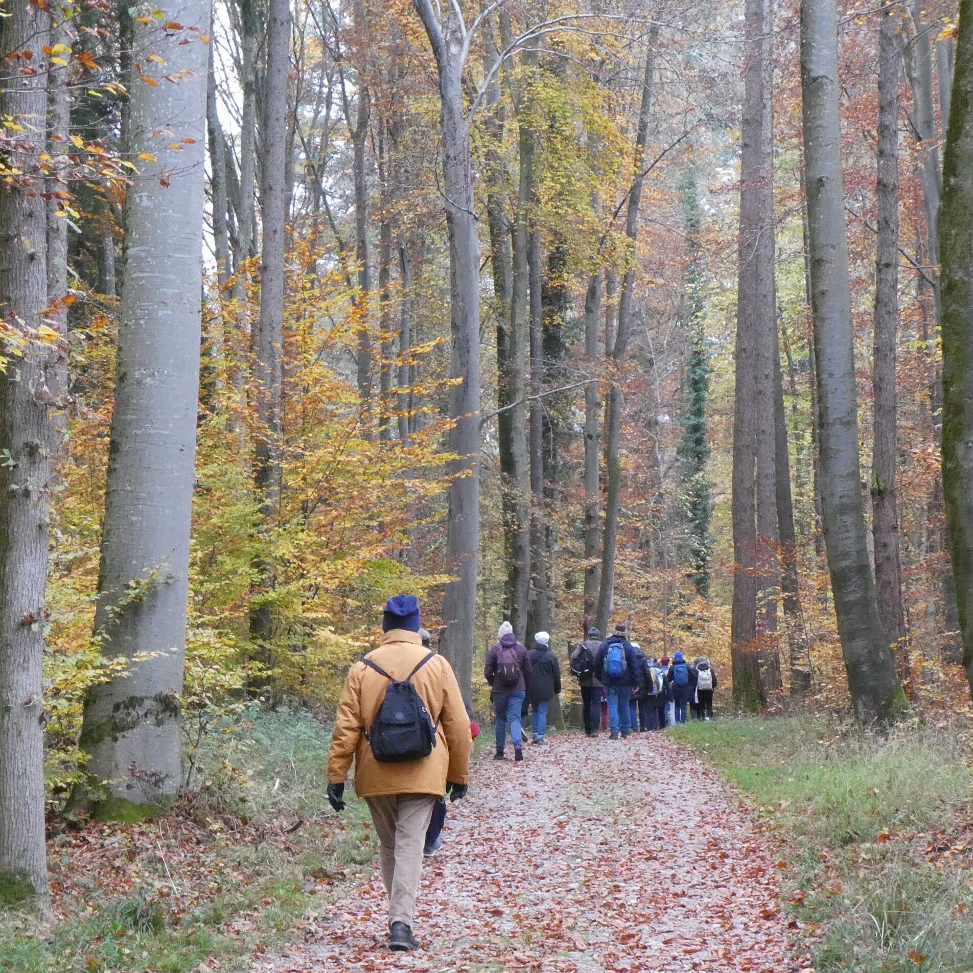 König Ludwigs Bunte Wälder