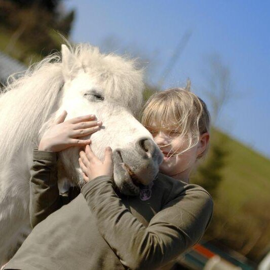 Pony Team - alles rund ums Pony