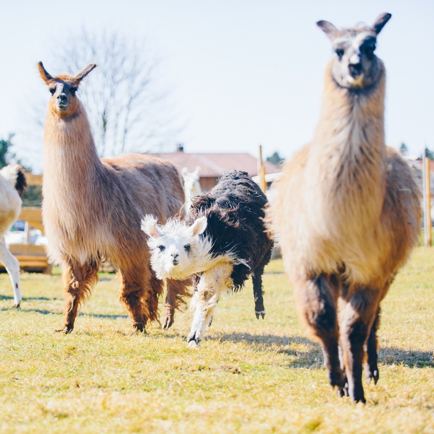 Mit den Lamas durchs Jahr (Kinderprogramm)
