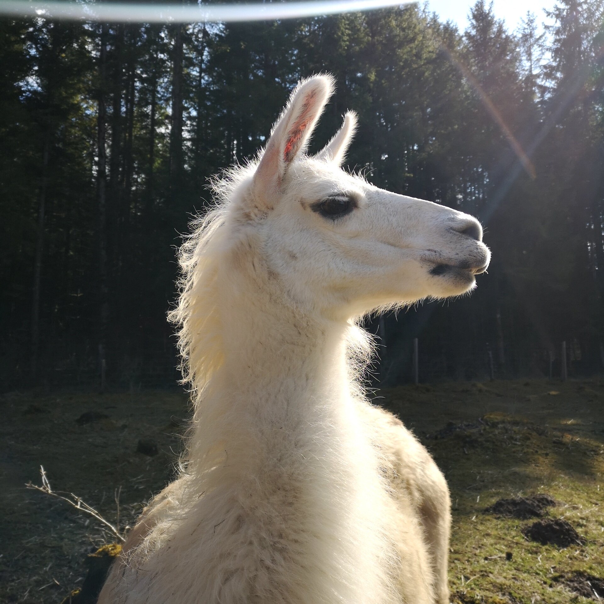 Mit den Lamas durchs Jahr