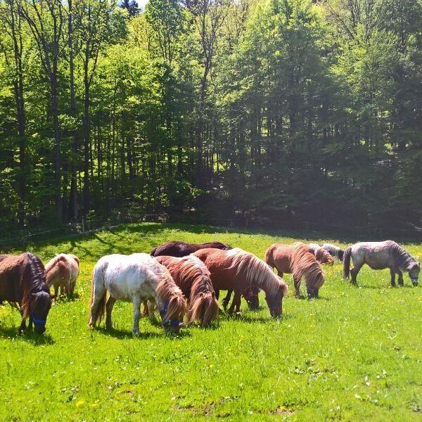 Geführtes Kinderponyreiten