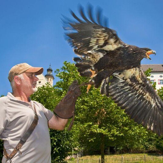 Flugvorführung Falknerei