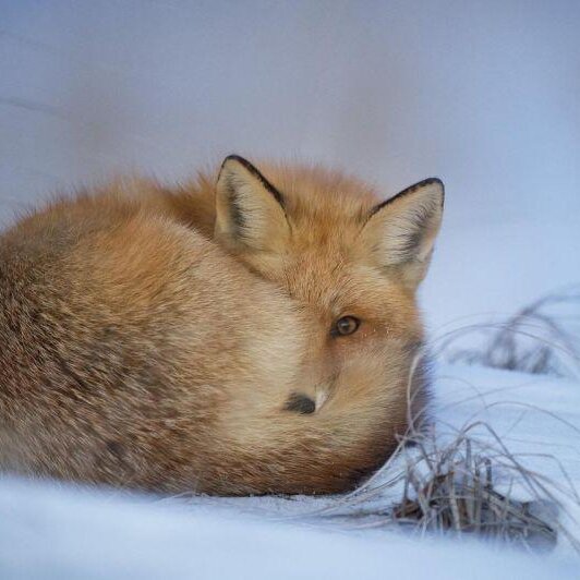 Wie überleben unsere Wildtiere im Winter?