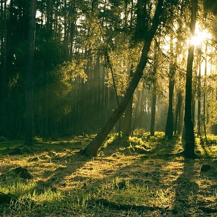 Waldbaden im Mangfalltal - leichtes Wandern mit Achtsamkeit zum Ende der Sommerzeit