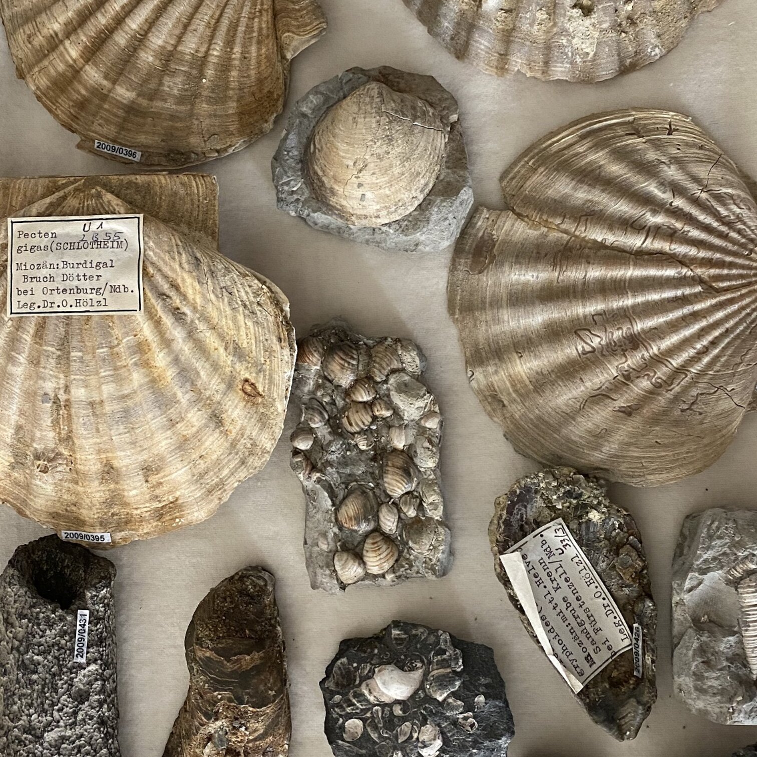 Fossilien und geologische Funde
