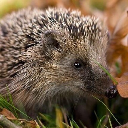 Igel im Garten