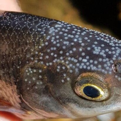 Fischarten und Ihre Lebensräume im Landkreis Starnberg 