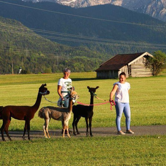 Flauschiger Tag bei Wallpakas (Wallgau)