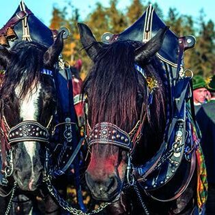 170. Tölzer Leonhardifahrt