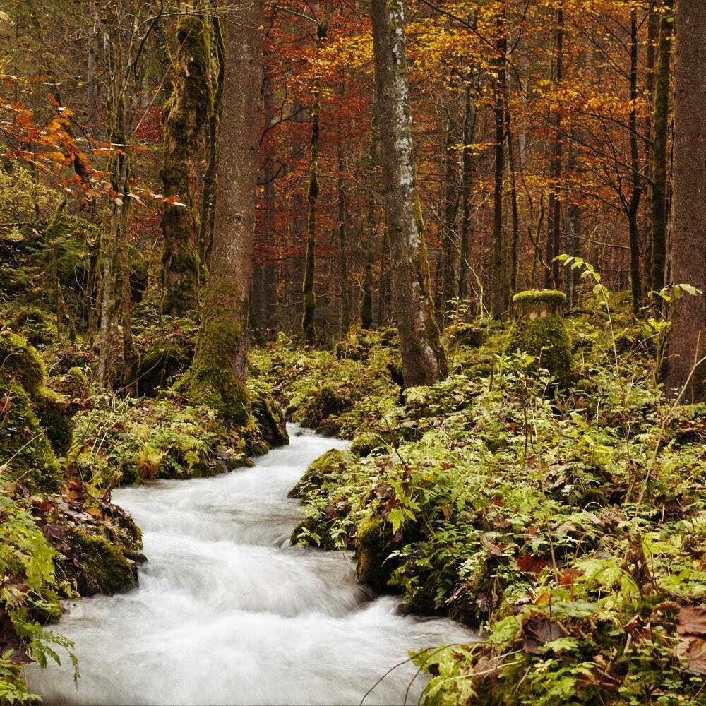 Wundersames Waldgeflüster - die Sprache der Bäume und Kräuter