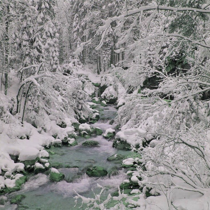 Wundersames Waldgeflüster - die Sprache der Bäume und Kräuter