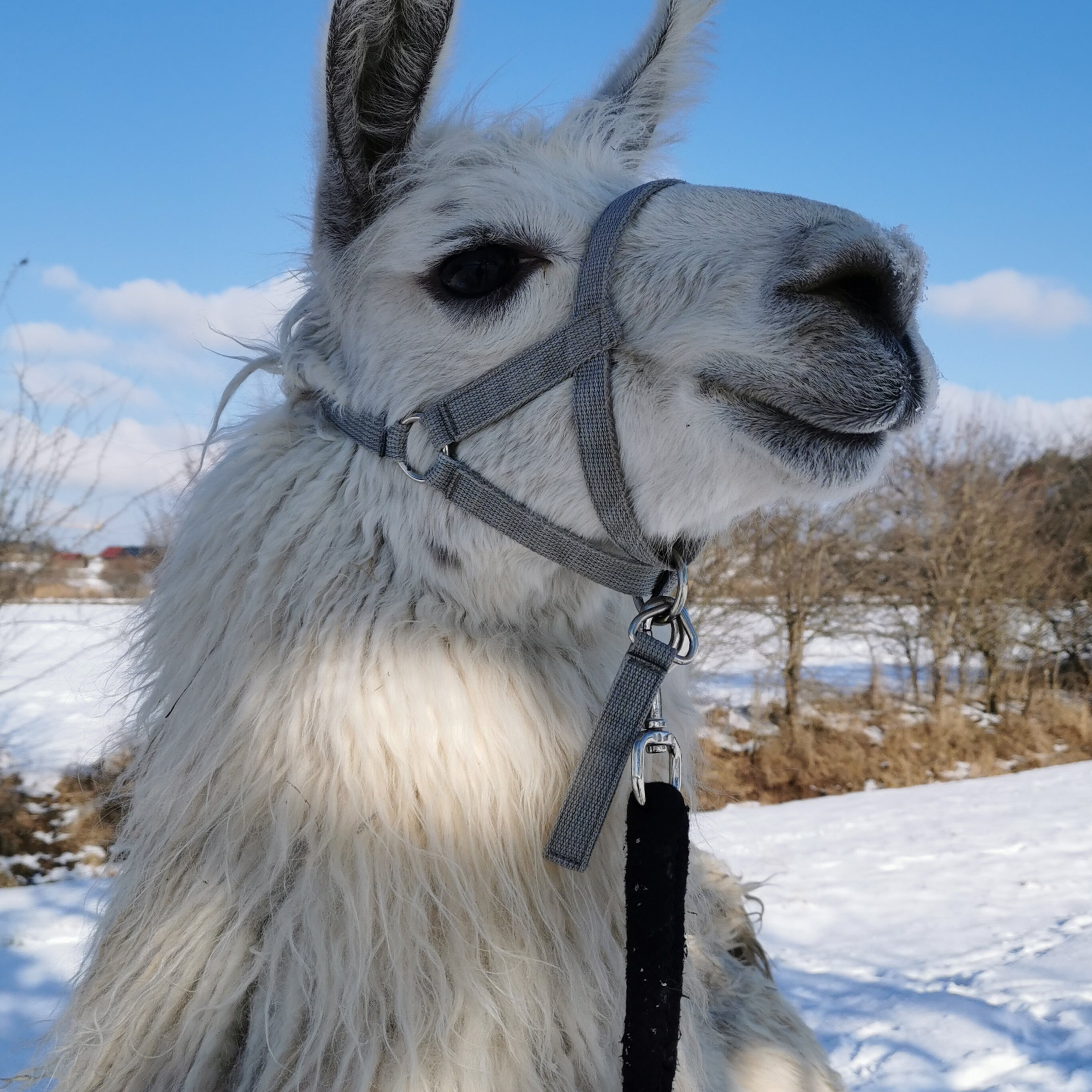 Lamawanderung mit Winterzauber