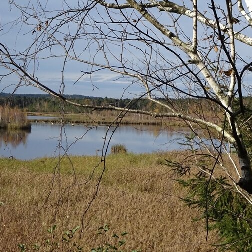 Vogelbeobachtungen im AINRINGER MOOR – Mit unserem Vogelexperten Karl-H. Gugg