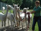 ALPAKA TOUR –  ein Geschenk für die Seele