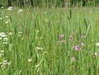 Peat Talks: Futtergräser auf Niedermoor