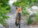 Coyote-Teaching