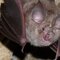 Bat Night - den Fledermäusen auf der Spur