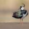 Kiebitz & Co - eine vogelkundliche Wanderung im Knoblauchsland - ausgebucht