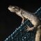 Amphibien: Rettung der Kröten