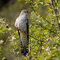 Frühling erleben:  Dem ersten Kuckuck auf der Spur –  Vogelkundliche Exkursion
