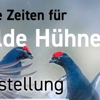  Raue Zeiten für "Wilde Hühner" in Bayern