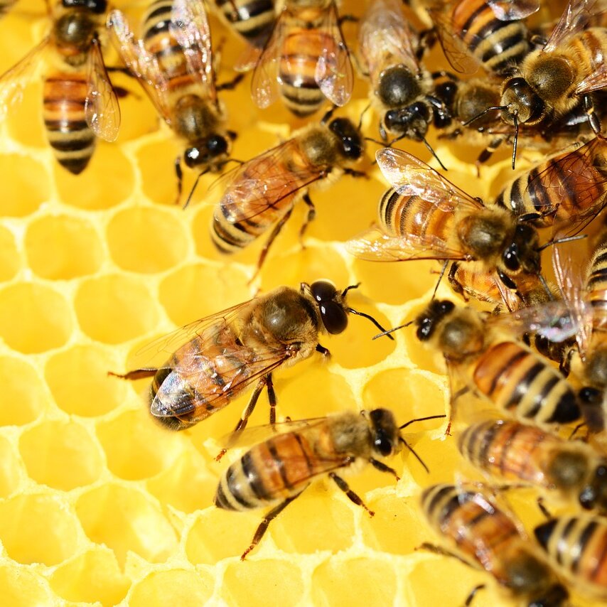 Faszination "Honigbiene" - für Erwachsene und Kinder ab 8 Jahre in Begleitung