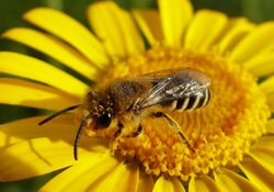 Familienführung "Das große Krabbeln - (Wild-) Bienen hautnah"