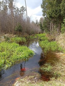 Zwergerl-Waldspiel-Gruppe